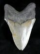 Serrated Megalodon Tooth - North Carolina #28158-2